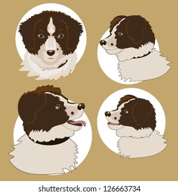 Four drawings  head of the dog from different angles