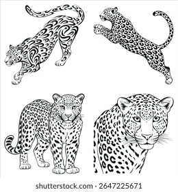 Four Drawings of Leopards in Different Poses Black and White Illustration Mammals Wildlife Predator Jungle Cats Nature Artwork