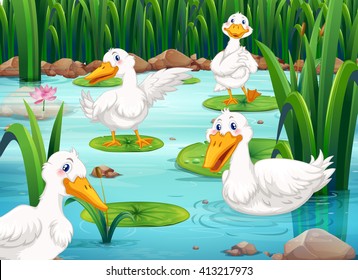 Four ducks living in the pond illustration