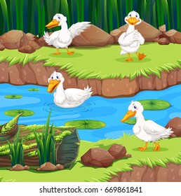 Four ducks in the river illustration