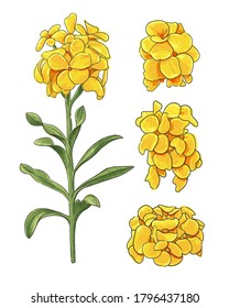 Four Erysimum cheiri flowers, green plants with curled leaves and yellow four-leafed flowers on a white background without shadow