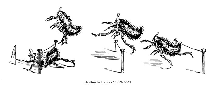 Four fleas competing in a hurdle to race the flea in first place is crawling under a hurdle and grabbing a flag vintage line drawing or engraving illustration