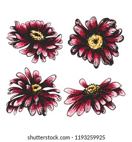 Four flowers. Color sketch set of a chamomiles on a white background. Vector flower illustration, isolated floral elements, hand drawn botanical illustration, ink pattern. Medicine herbs.