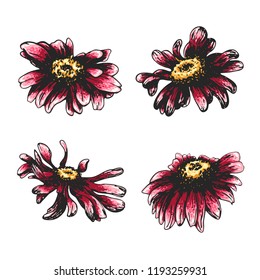 Four flowers. Color sketch set of a chamomiles on a white background. Vector flower illustration, isolated floral elements, hand drawn botanical illustration, ink pattern. Medicine herbs.