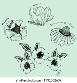 four flowers on a blue background: Magnolia inscription in Latin Magnolia, peony inscription in Latin Paeónia, Echinacea inscription in Latin Echinacea purpúrea, violet inscription in Latin Víola