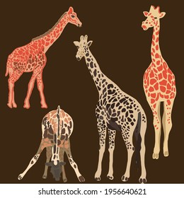 Four giraffes in different postures. Illustrated with vector image, can be resized without losing sharpness. Ideal for using as repeat element, book or magazine illustration.
