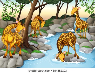 Four giraffes drinking water from the river illustration