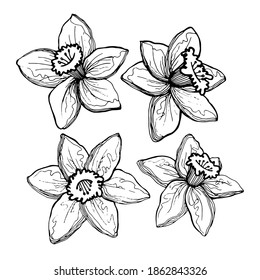 Four graceful daffodil flowers. Hand-drawn black and white image of flowers, isolated on white background.