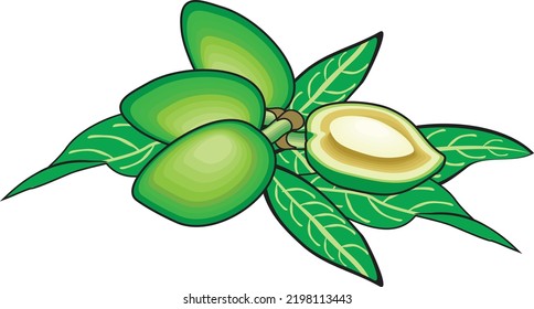 Four Green Almonds with Leaves