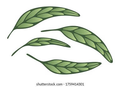 Four green leaves. Vector graphics.