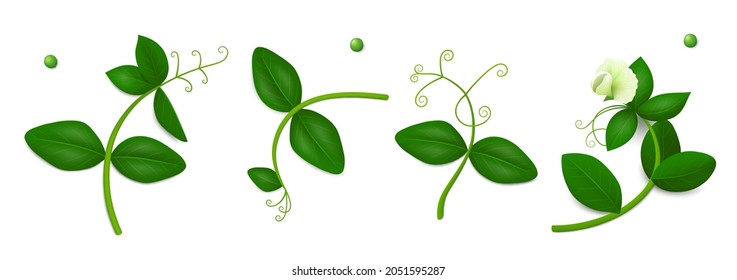 Four green pea sprigs with leaves and flower isolated on white background. Realistic vector illustration. Top view.
