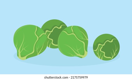 Four heads of cabbage, green cabbage