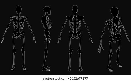 Quatro esqueletos humanos estão em uma fileira sobre um fundo preto, mostrando estruturas anatômicas detalhadas. Cada esqueleto é claramente definido com contornos brancos contrastando nitidamente com o escuro.
