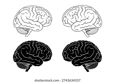four illustrations of a human brain in side view, two as a black silhouette and two  as an outline. For medical, science, or educational use.
