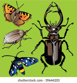 four insects colored