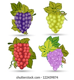 four isolated different kind of grapes on white background