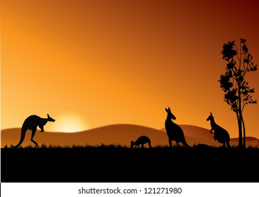 four kangaroos feeding in the bright sunset