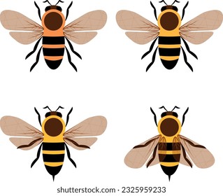 cuatro clases de ilustraciones de abejas