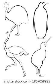 Four kinds of flightless birds outline icons. Vector line ratite species in sketch drawing. Isolated countour and silhouette of wildbird illustrations. Fauna of planet's southen part.