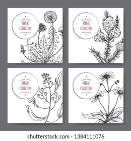 Four labels with camphor laurel, dandelion, tea tree and arnica sketch. Green apothecary series. Great for traditional medicine, gardening or cooking.