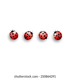 Four lady bugs isolated on white background