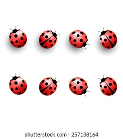 Four lady bugs with shadows and isolated on white background