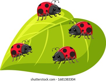 Four ladybugs on green leaf on white background illustration