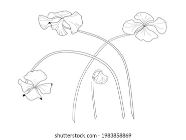 Four leaf clover drawn by hand with 4 realistic plants one of them still being born. Saint Patrick's day. Vector botanical illustration.
