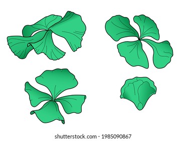 Four leaf clover drawn by hand with 4 realistic plants one of them still being born. Saint Patrick's day. Vector botanical illustration.
