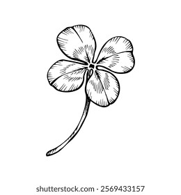 Four leaf clover, shamrock. A symbol for St. Patrick's day and luck. Hand drawn vector illustration. Sketch painted by black inks. Black line on white isolated background. For clipart greeting card