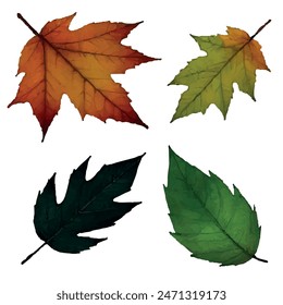 Cuatro hojas de árboles de diferentes estaciones y tonos, Imágenes gráficas para decoración y decoración en formato gráfico Vector.
