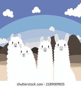 Four Little cute Llamas vector