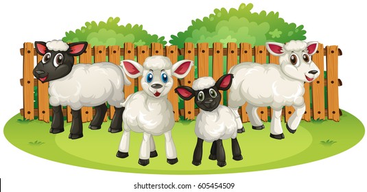 Four little lambs in a yard