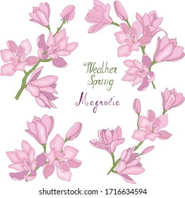 Four magnolia branches for gift cards. Flowers of magnolia vector  celebrate holiday. Vector hand draw  Illustration EPS10