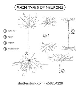 Four main types of neurons isolated on white. Realistic neuron silhouette vector illustration. Brain neural cells set. Medical or science design elements.