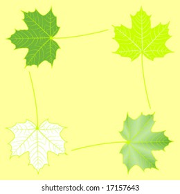 four maple leaves background