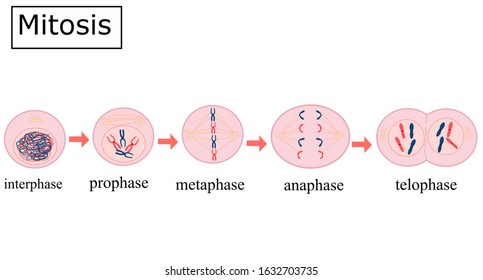 1,159 Prophase Images, Stock Photos & Vectors | Shutterstock