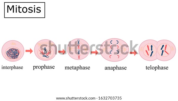 Four Mitosis Phasesprophase Metaphase Anaphase Telophase Stok Vektör ...