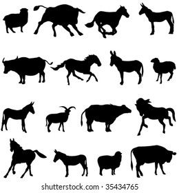 The four most popular animals - cattle, horses, burro, sheep