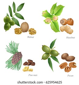 Four nuts with plant and peeled kernel / There are walnut, hazelnut, pine nuts and pecan nuts
