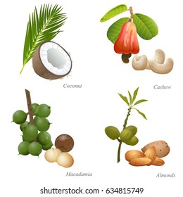 Four nuts with plant and peeled kernels / There are coconut, cashew, macadamia and almonds