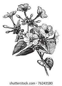Four o' Clock Flower or Marvel of Peru or Mirabilis jalapa, vintage engraving. Old engraved illustration of a Four o' Clock Flower plant.