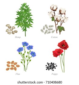 Four oilseeds in form of grains and plant / There are hemp, cotton, flax and poppy
