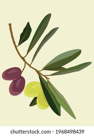 Four olives on a branch with green foliage. Vector image of green and black olives. Brown branch with olives. Design for posters, backgrounds, textiles, templates, menus, postcards, logos.