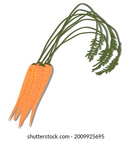 four orange carrot. food Baking and cooking Ingredients. Healthy organic food. Diet. Modern vector illustration isolated on white. For restaurant, cafe, gift card, sticker, postcard, t-shirt, gift