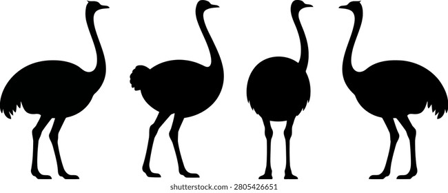 Four ostriches in different poses isolated on transparent background