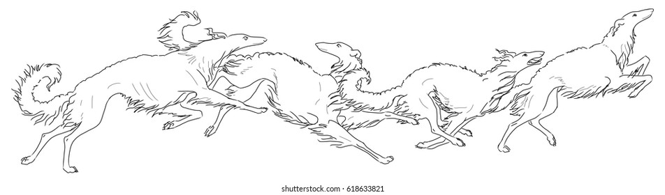 Four pedigree russian wolfhounds. Running borzoi dogs.  Horizontal panoramic view, vector illustration isolated on white background. Contour drawing, line art.