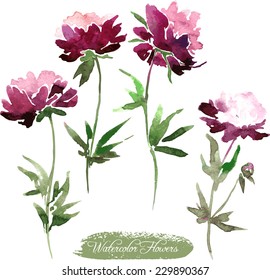 four peony flowers drawing by watercolor at white background, hand drawn vector illustrartion