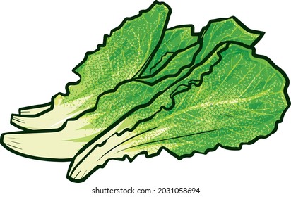 Four Pieces Of Fresh Romaine Lettuce In Cartoon Style