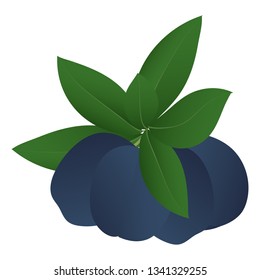 Four plums and leaves isolated on a white background. Vector illustration.
